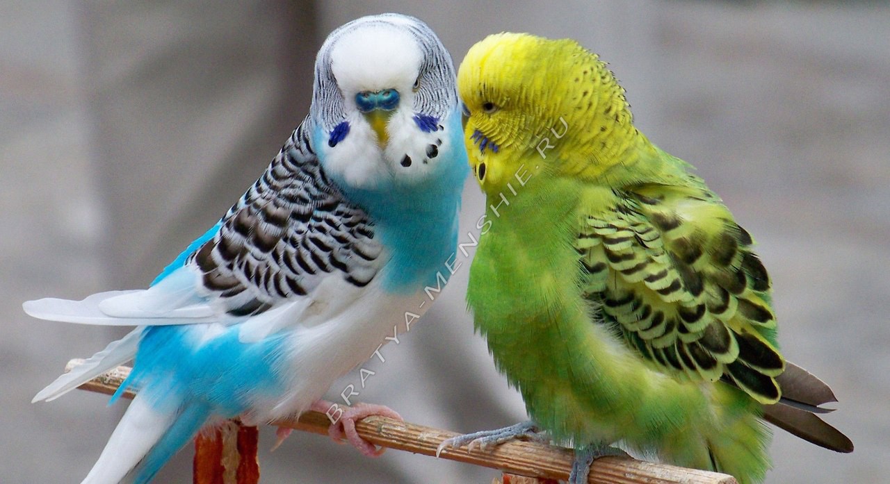 Волнистые попугаи фото окрасов