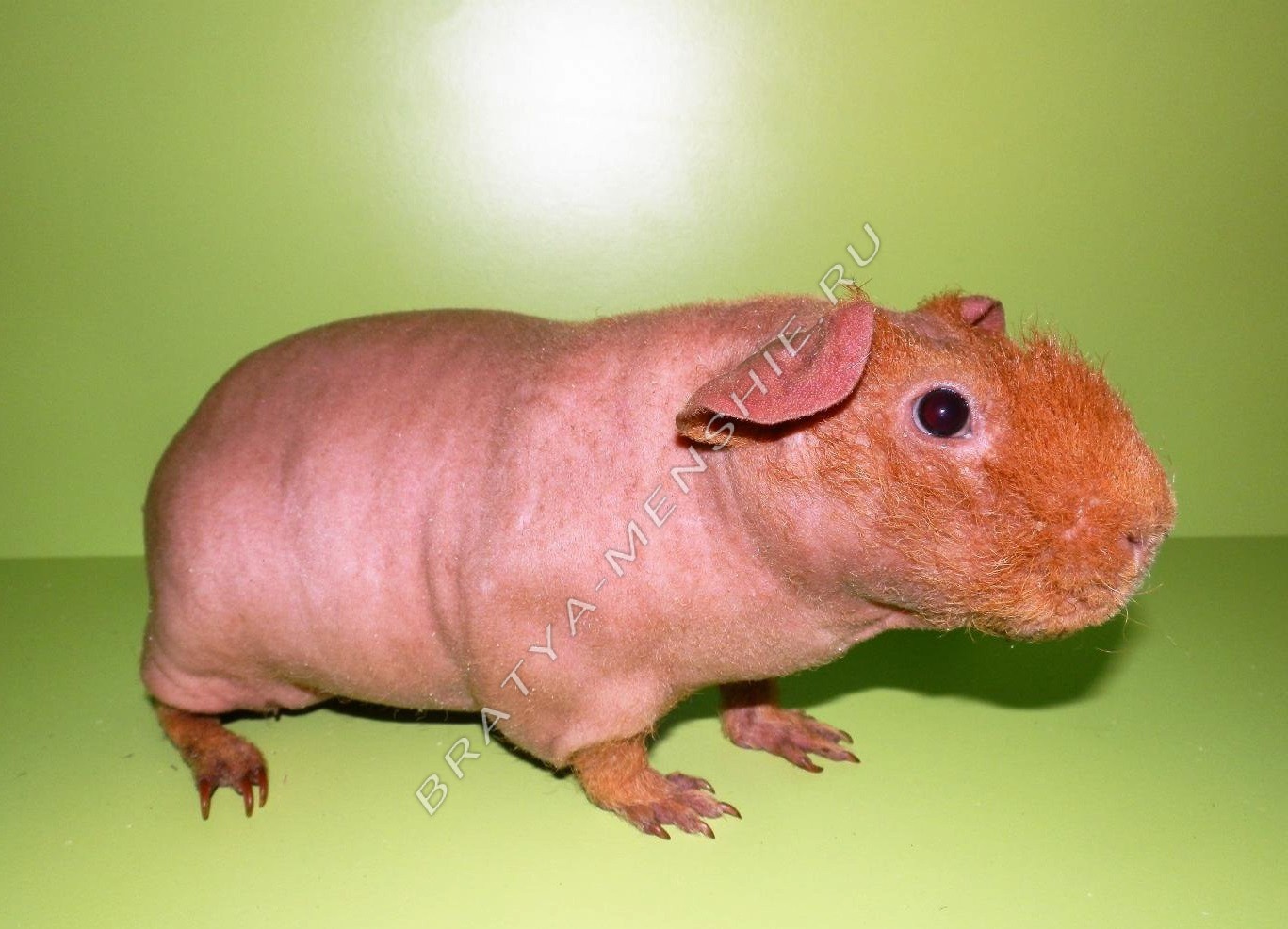 Морская свинка - содержание, уход и питание | Главная