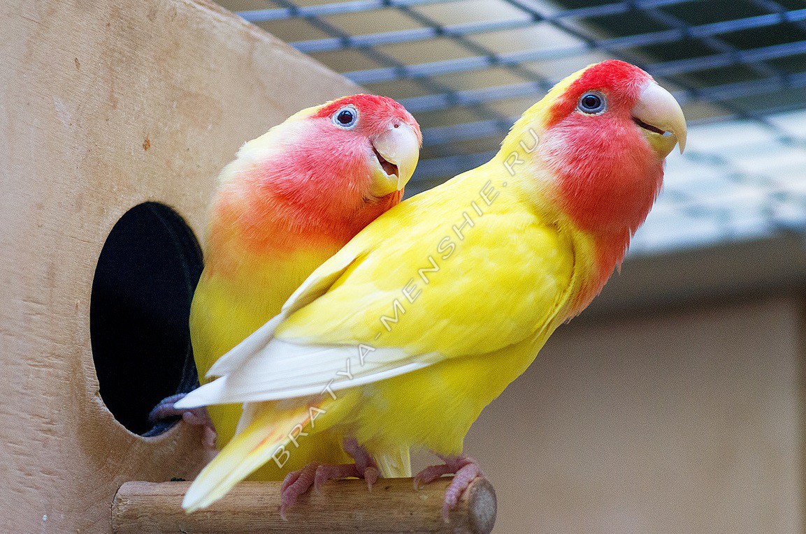 Говорящий попугай фото название