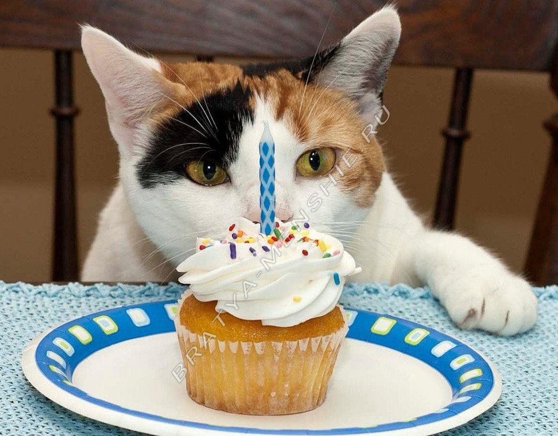 Cumpleaños de gatos