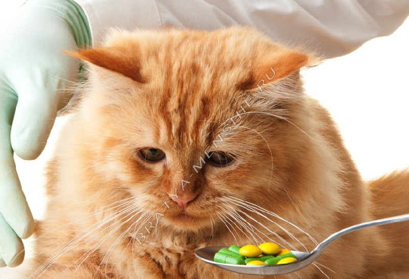 витамины для кошек для аппетита