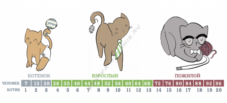 Размер кота. Возраст котят по месяцам. Котята по возрастам. Как узнать сколько месяцев котенку. Как узнать сколько месяцев котенку бездомному.